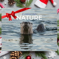 River otter on a calendar cover with gift decorations