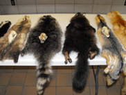 Picture of Furs
