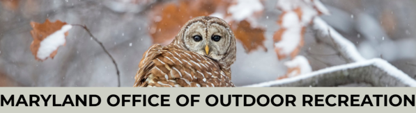 Photo by Scott Suriano, owl in snow