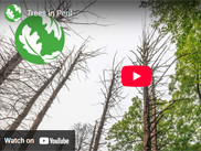 MET_treeperil_LTdec25