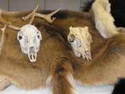 Picture of Furs and Skulls