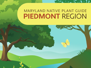 MET_MNPGpedregion_LTjan26