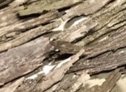 Picture of Hickory Bark