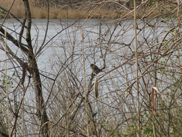 MET_0362m2011bird_METfeb26