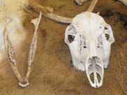 Picture of furs and skulls