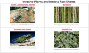 MFS Forest Pest Fact Sheets