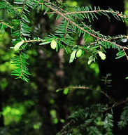 Picture of Hemlock Needles