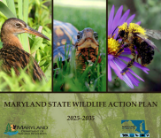 Cover of the 2025-2035 Maryland State Wildlife Action Plan