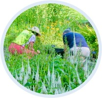 Image of people weeding in the garden
