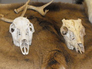 Image of furs and skulls