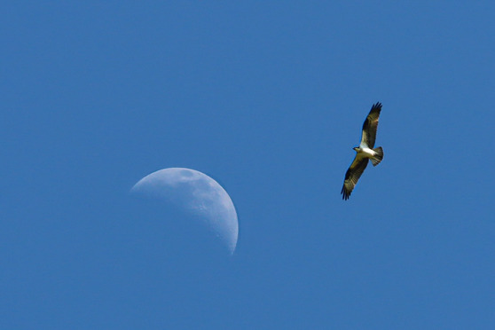 Moon in background, bird of prey in foreground