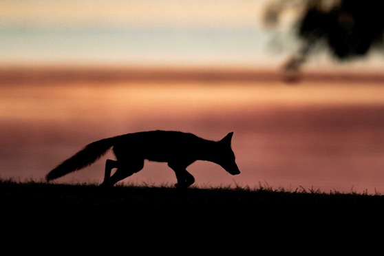 Silhouette of a fox in front of a sunset. 