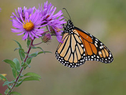 Monarch butterfly by Greg Thompson, USFWS