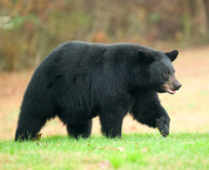 Photo of Black Bear by Mitch Adolph