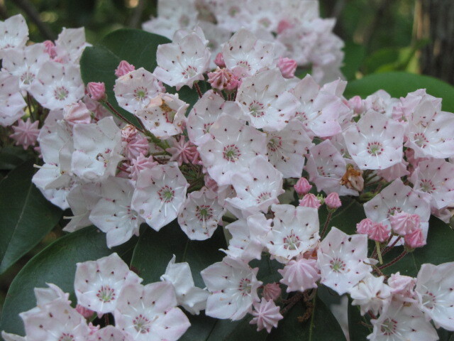 Mountain Laurel Blooms