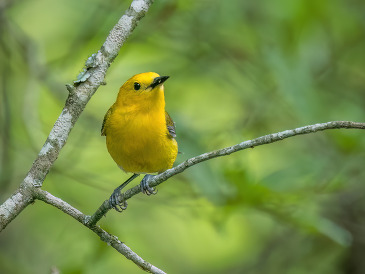 Protonotary Warbler by William Pully