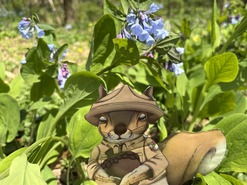 Myles in the bluebells