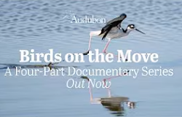 Birds on the Move Series