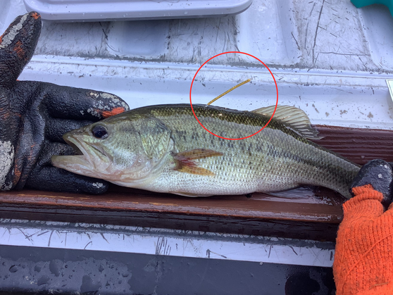 bass with yellow tag