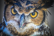 Picture of Great Horned Owl