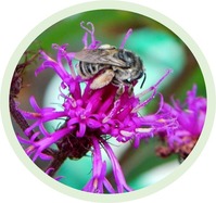 Native Plant Garden