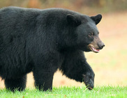 Picture of a Black Bear