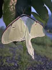 Picture of a Moth