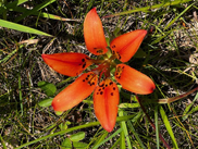 The list highlights the rediscovery of the wood lily (Lilium philadelphicum) in Allegany County after 118 years. Photo by by R.H. Wiegand