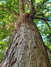 Picture of White Oak Tree