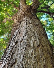 Picture of White Oak Tree