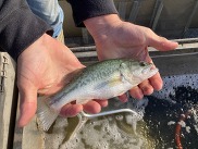 Fish being moved with a net