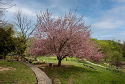 Tree with blooming pink flowers
