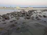 Dozens of horseshoe crabs gather on a beach