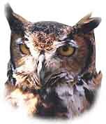 Image of Owl