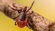 Tick on a stick