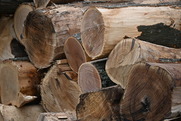 Pile of freshly cut logs