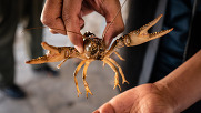 A crayfish being picked up out of a stream by a scientist
