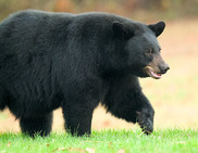 Image of Black Bear