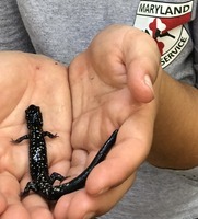 Picture of Staff Member Holding a Salamander