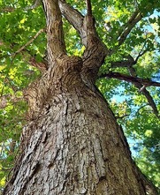 Picture of Tree