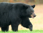 Picture of Black Bear