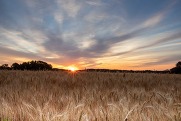 A wheat field with the sun rising in the background