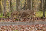 Deer eating off the ground along a path in the woods
