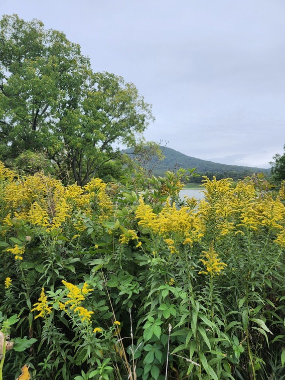 Yellow wildflowers in the foreground of a distant lake and mountain