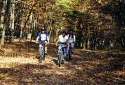 People riding bicycles in a forest