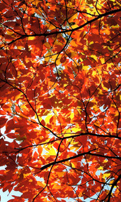 Photo of Fall Leaves by Wendy Todd Caldwell