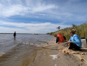 Scientist using a net to survey fish in the bay