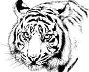Tiger black and white