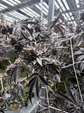 Maryland Herb Co. Bud