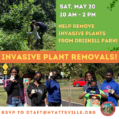 Invasive Plants Removal 